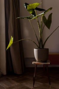 Grote kamerplanten: stijlvol, luchtzuiverend en trendy alocasia zebrina
