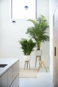 Dypsis lutescens goudpalm als luchtzuiverende grote kamerplant in licht en natuurlijk interieur