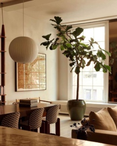 Ficus lyrata vioolbladplant als grote kamerplant in Scandinavisch interieur met designmeubels Grote kamerplanten: stijlvol, luchtzuiverend en trendy